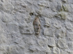 LZ00487 Face in wall.jpg